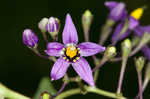 Climbing nightshade